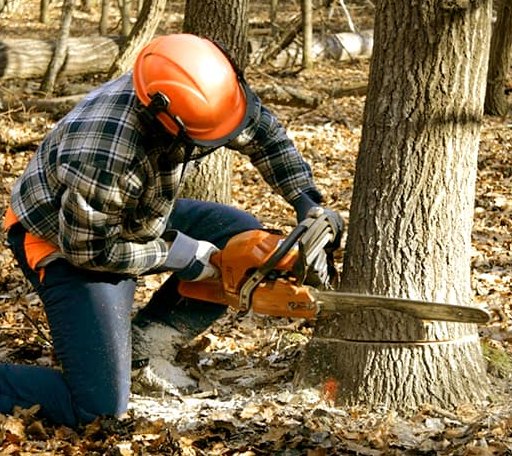 Tree Removal in Cotter, AR